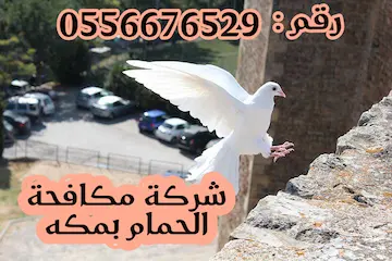 شركة مكافحة الحمام بمكه