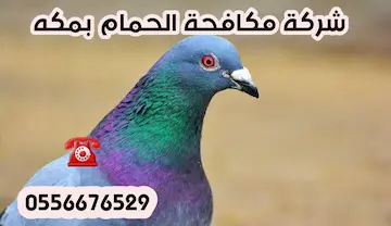 تركيب شبك طارد الحمام