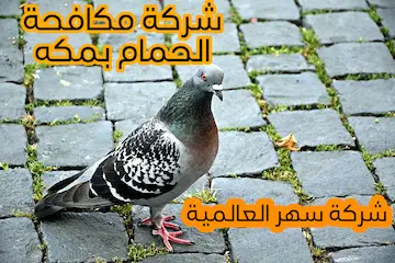 شركه مكافحه الحمام بمكه