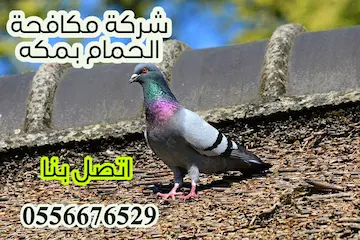 طارد الحمام بجدة