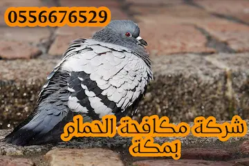 طارد الحمام مكه