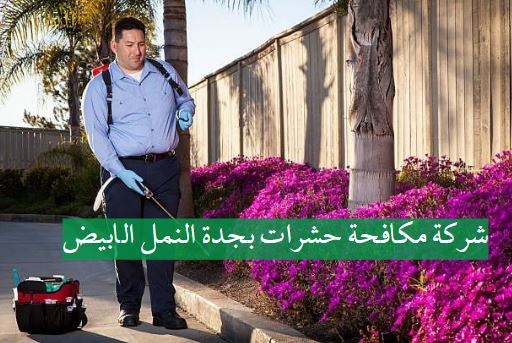 شركة مكافحة حشرات بجدة النمل الابيض