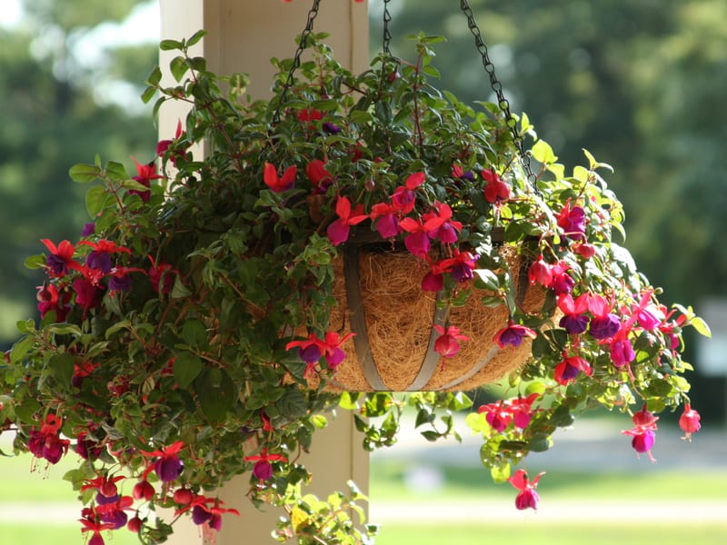 The Hanging Basket: A Blooming Model for Ethical Counselling