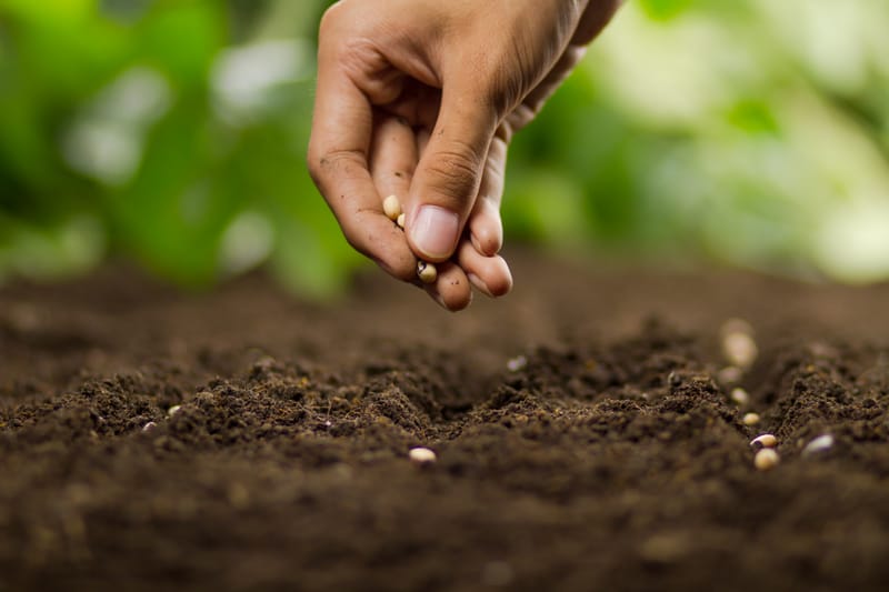 Planting Seeds for the Year Ahead