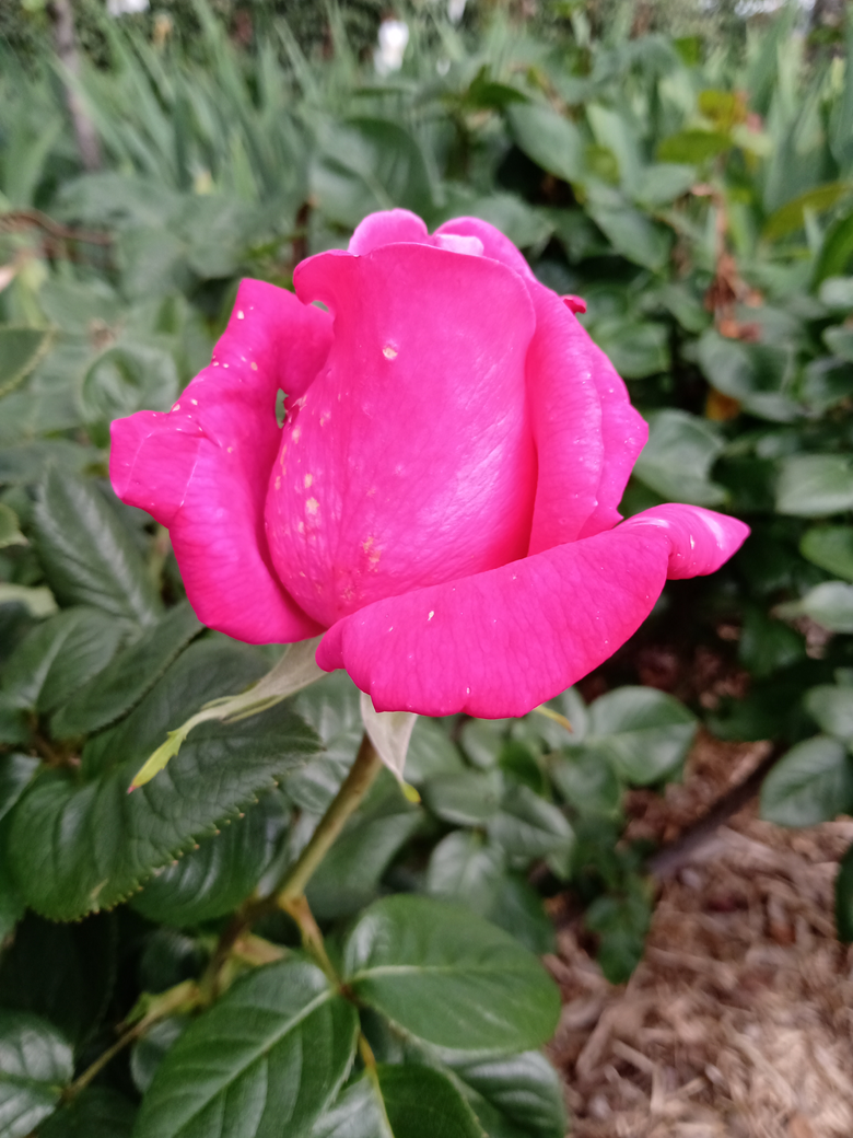 24th & 25th October - OPEN GARDEN