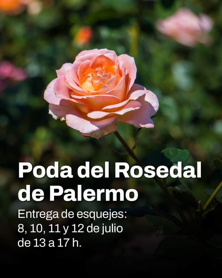 👉 Llevate una Rosa del Rosedal.🌹