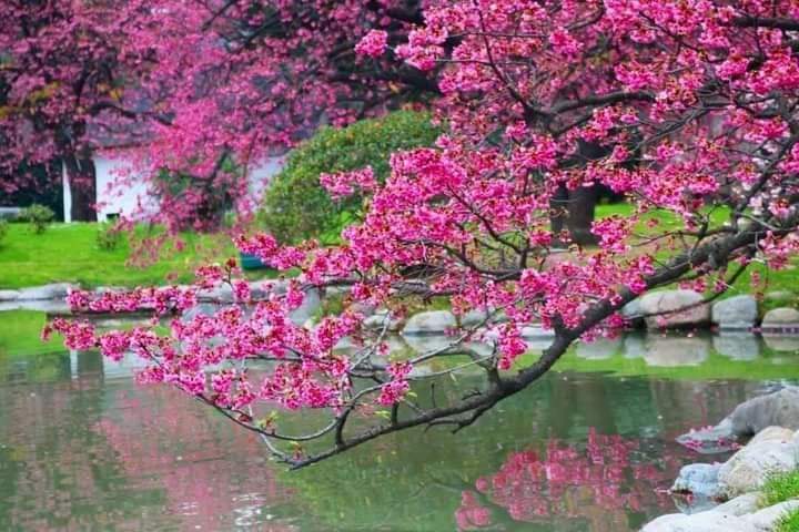 👉 Temporada de cerezos en flor en el Jardín Japonés.