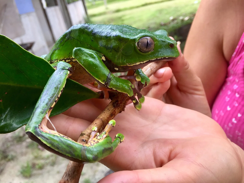 Kambo – Léčivá Síla Amazonské Žabky