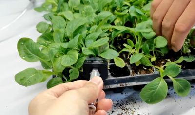 Soft Gripper Solution for Leafy Greens Automation | Baby Bok Choy (Small Green Vegetables) Handling Case Study