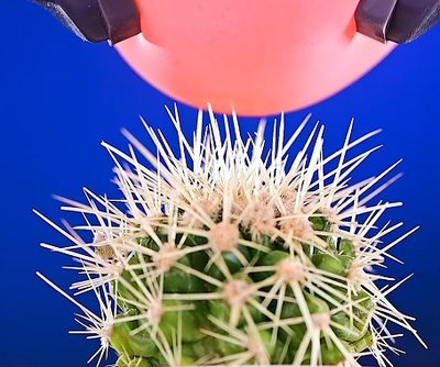 Soft Robotic Gripper for Handling Spiky Objects: How Soft Wing Improves Delicate Grasping