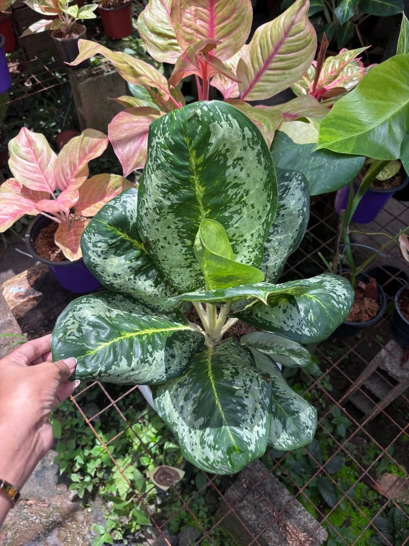 Green Aglonema Plant