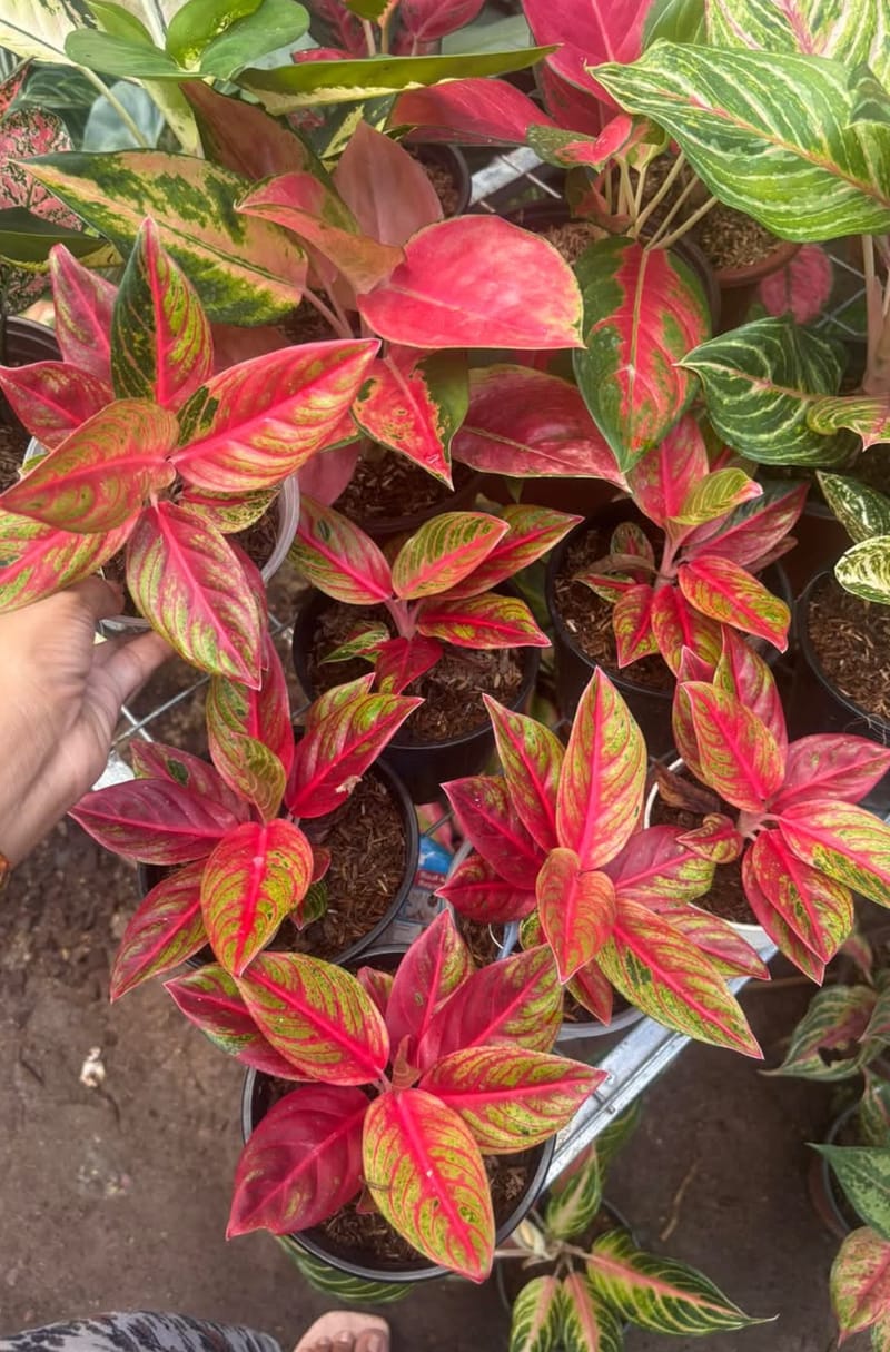 Lipistick Aglonema Plant