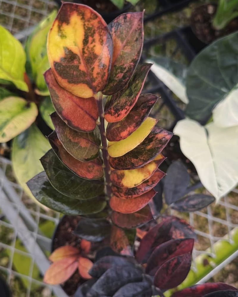 Variegated Zz Plant Pink Colour