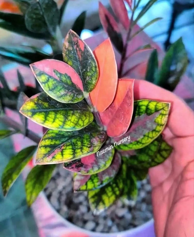 Variegated Zz Plant Pink and Green Colour