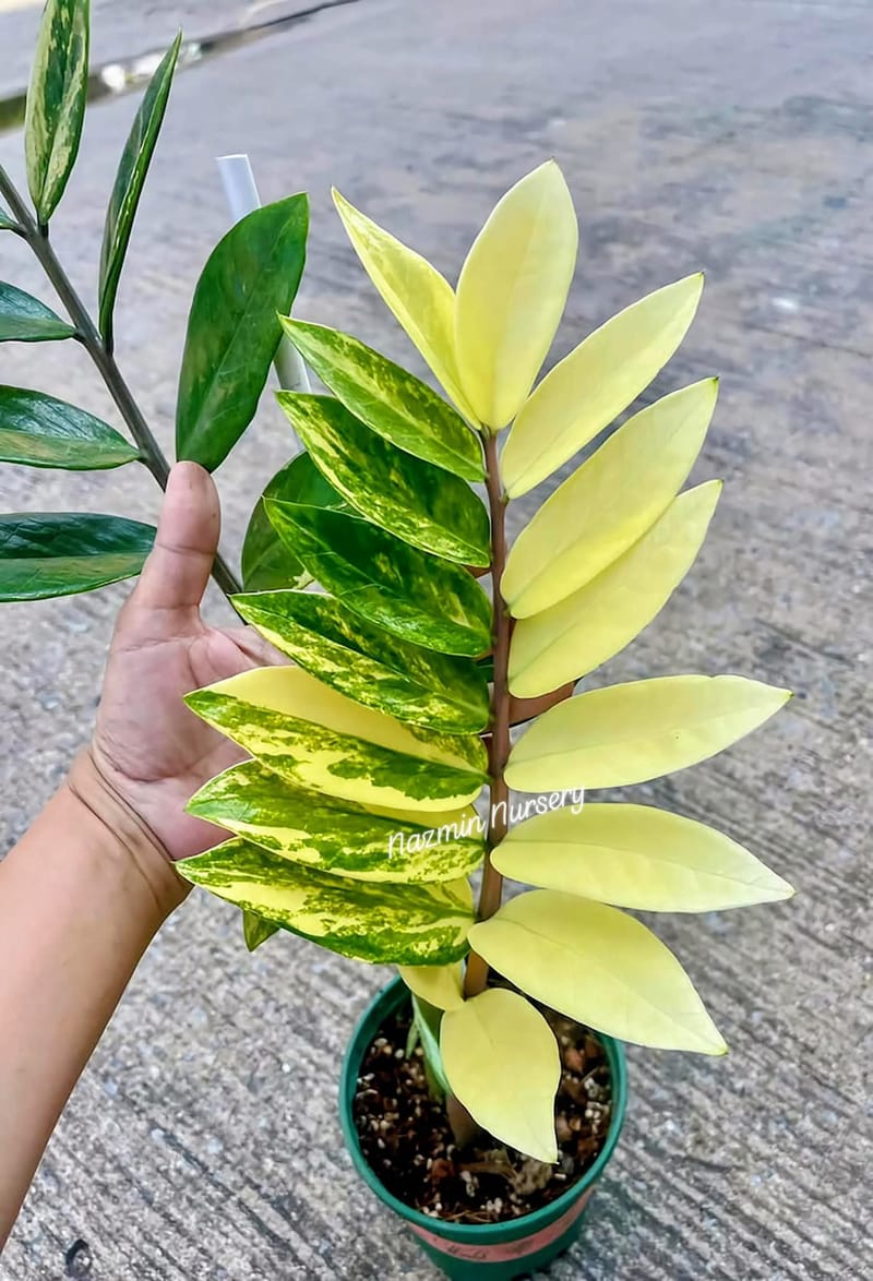 Variegated Zz Plant Yellow and Green Colour