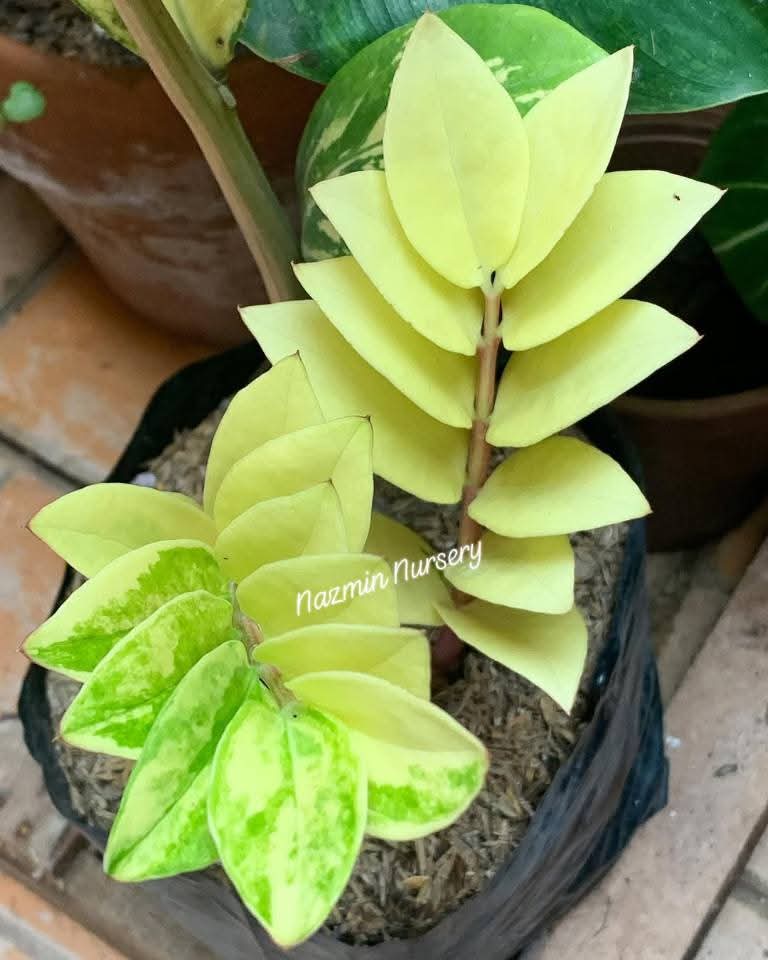 Variegated Zz Plant Yellow Colour