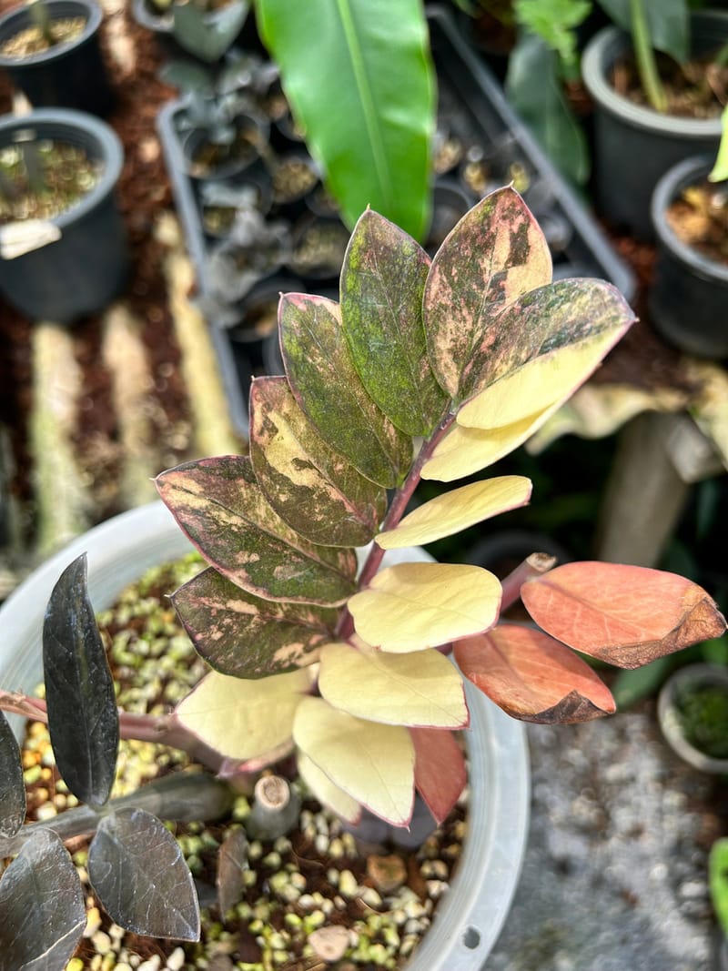 Variegated Zz Plant White And Green Colour