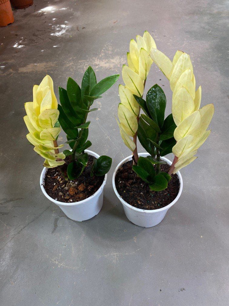 Variegated Zz Plant Green And Yellow Colour