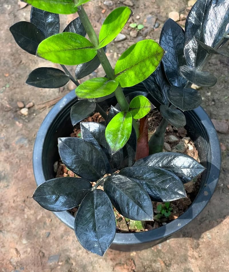 Variegated Zz Plant Black And Green Colour