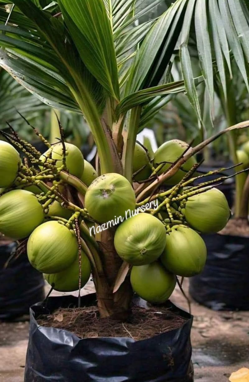 Dwarf Coconut Plant