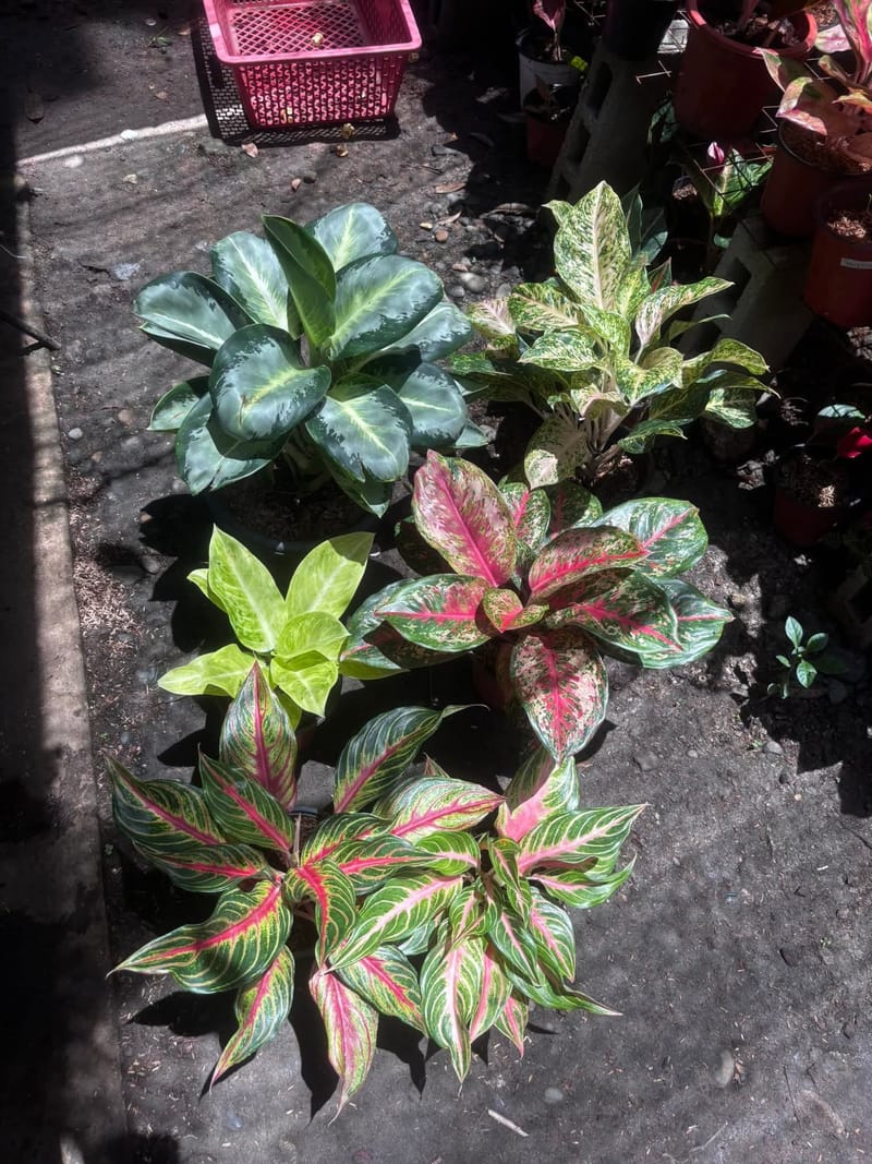 Aglonema Plant Mix Colour
