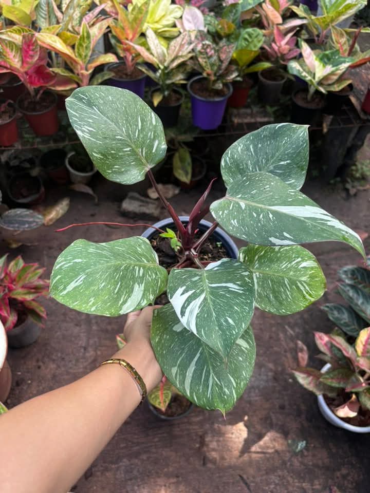 Philodendron Pink Princess Plant