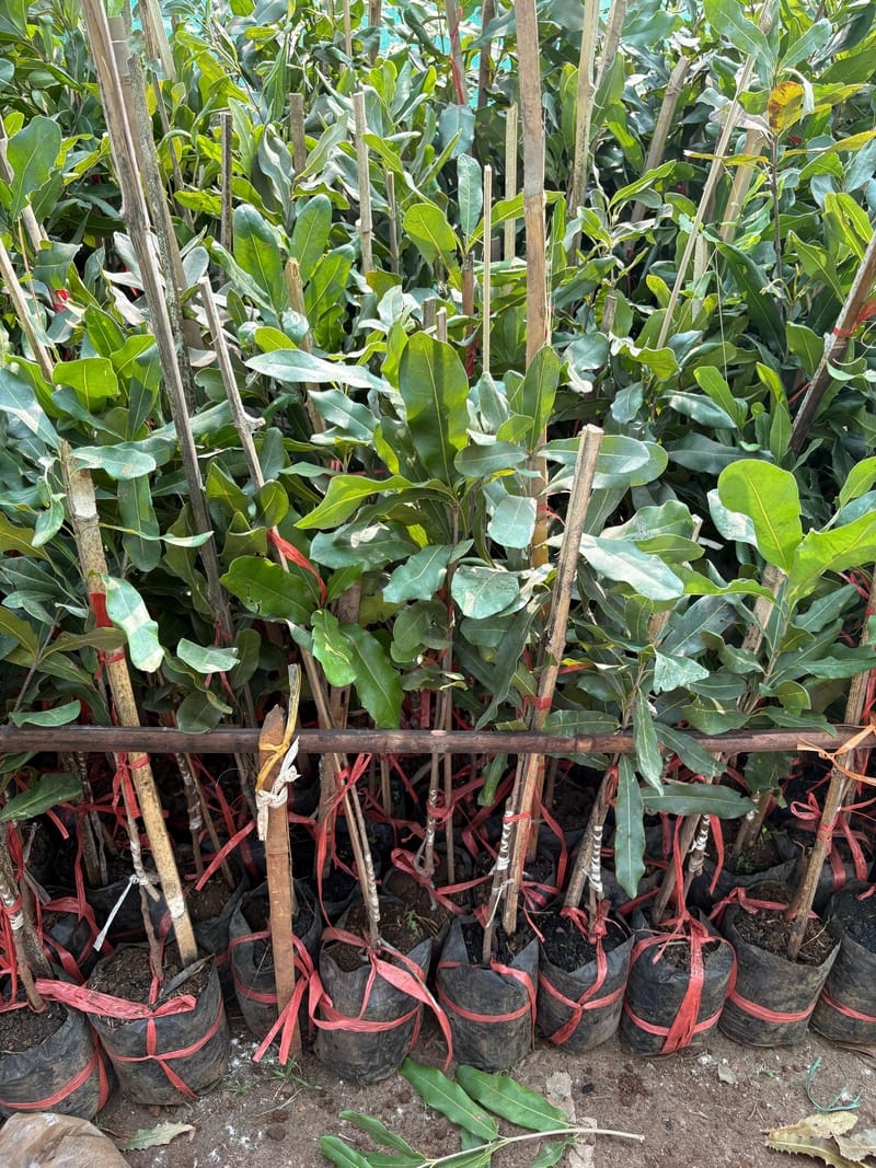 Macadamia Nut Grafted Plant