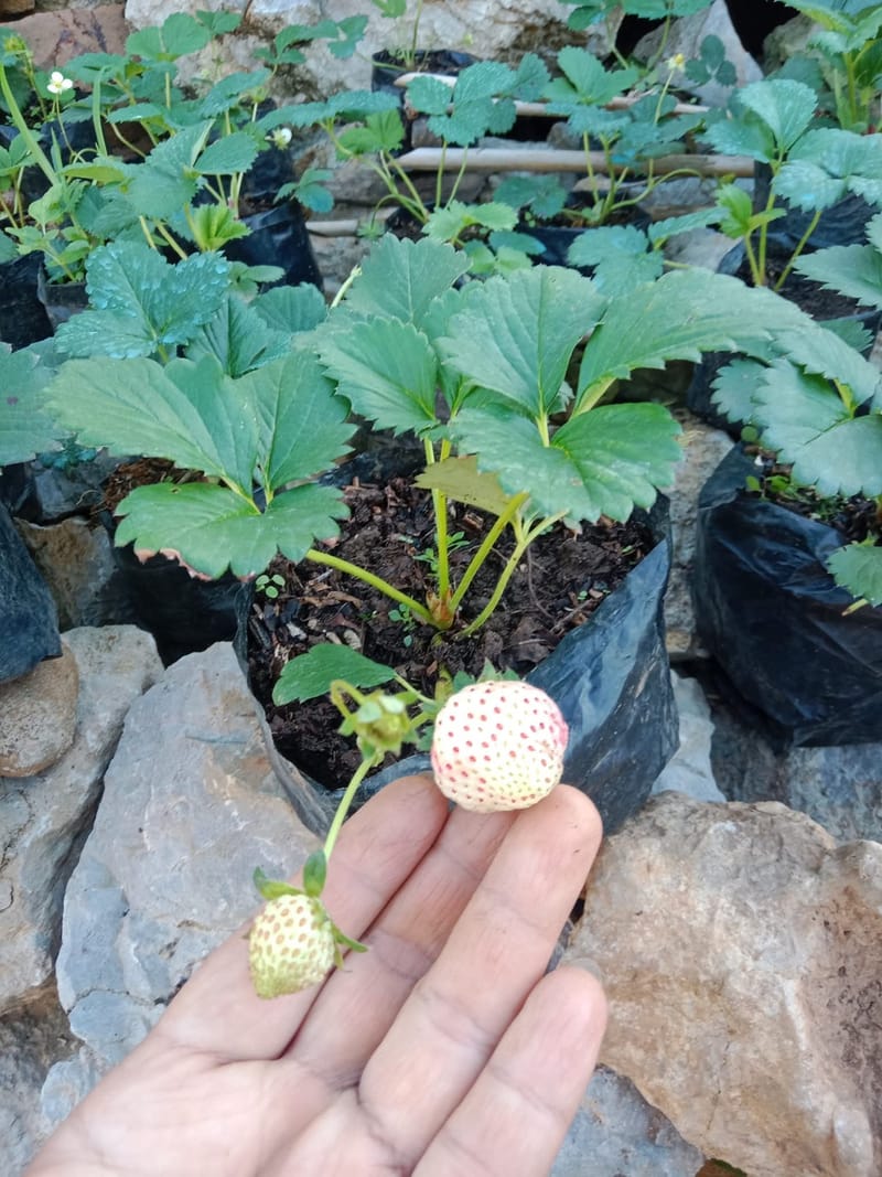 White Strawberry Fruit Plant