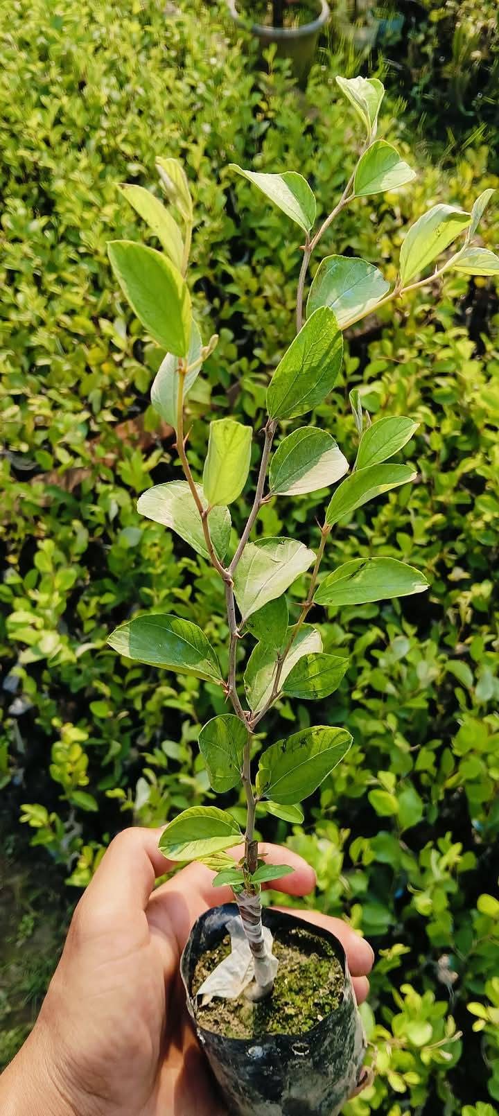 Kashmiri Red Apple Ber Grafted Plant