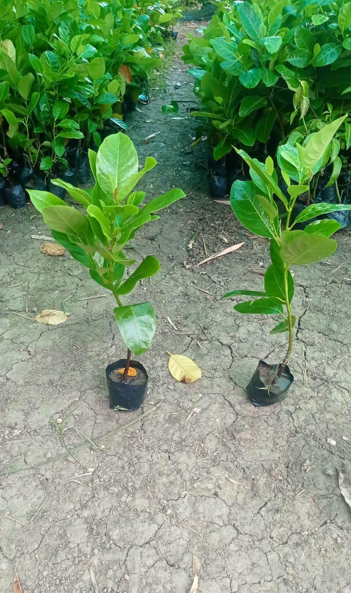 Thai Red Jack Fruit Plant