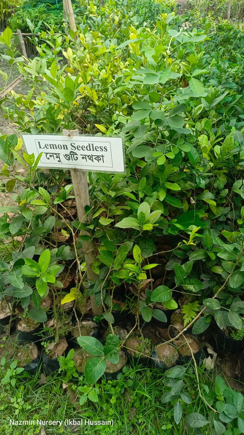 Seedless Lemon Plant