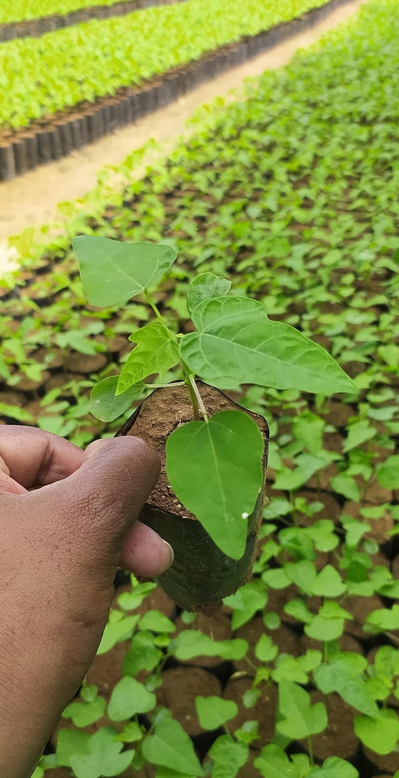 Red Leady Papaya Plant