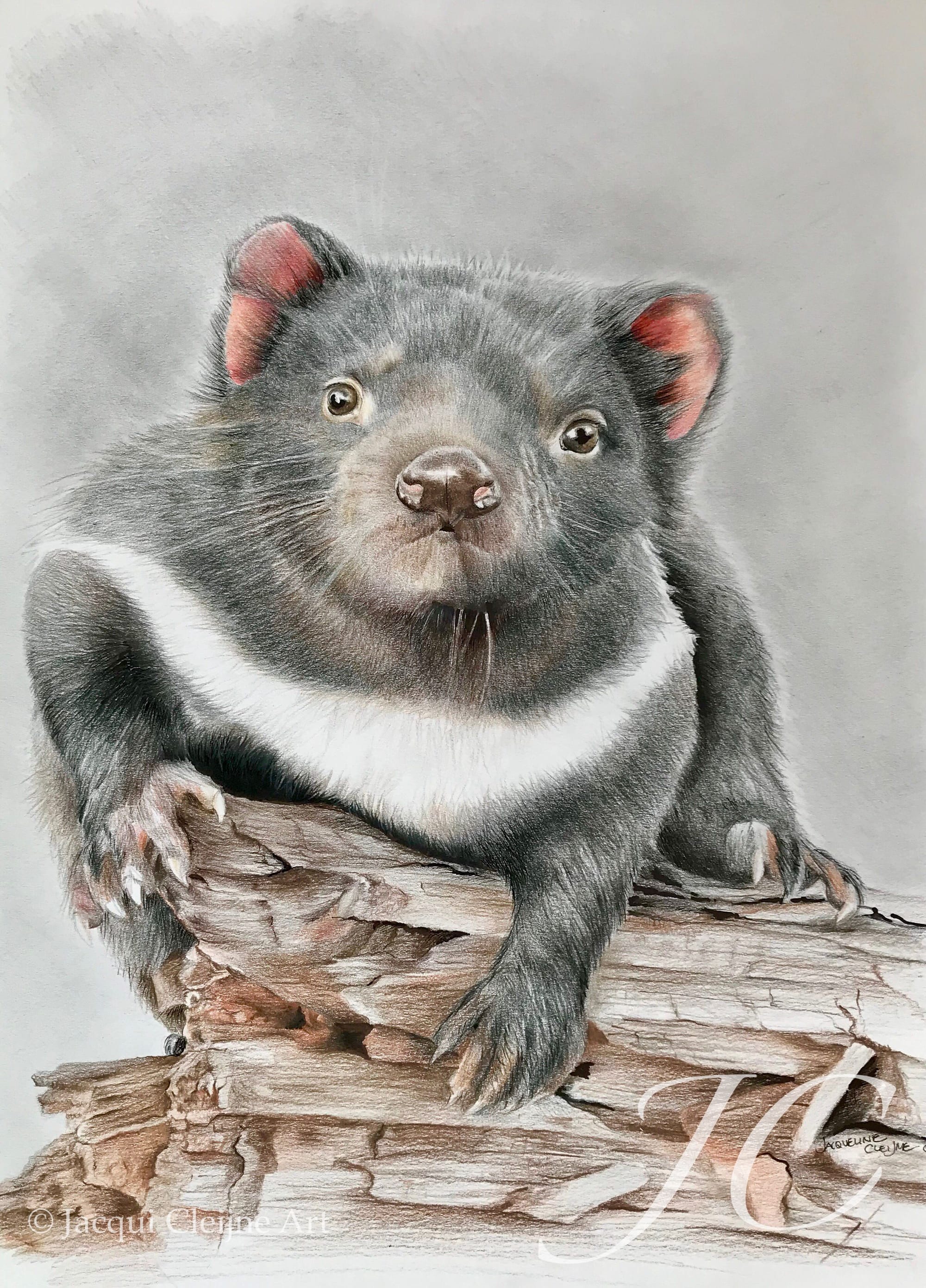Tassie Devil