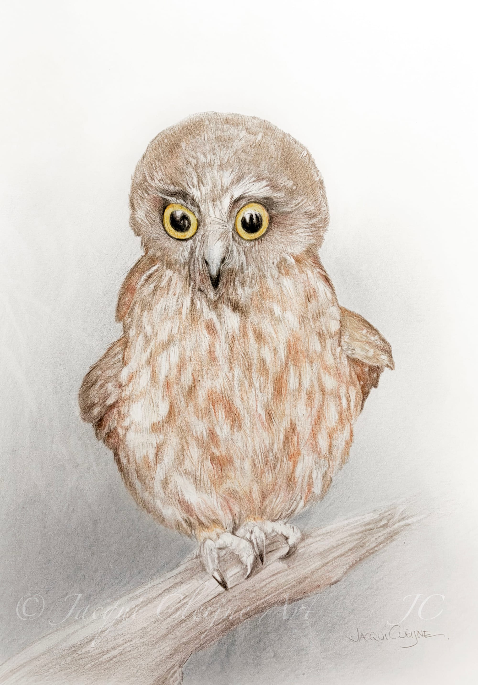 “Baby Boobook Owl” For Sale