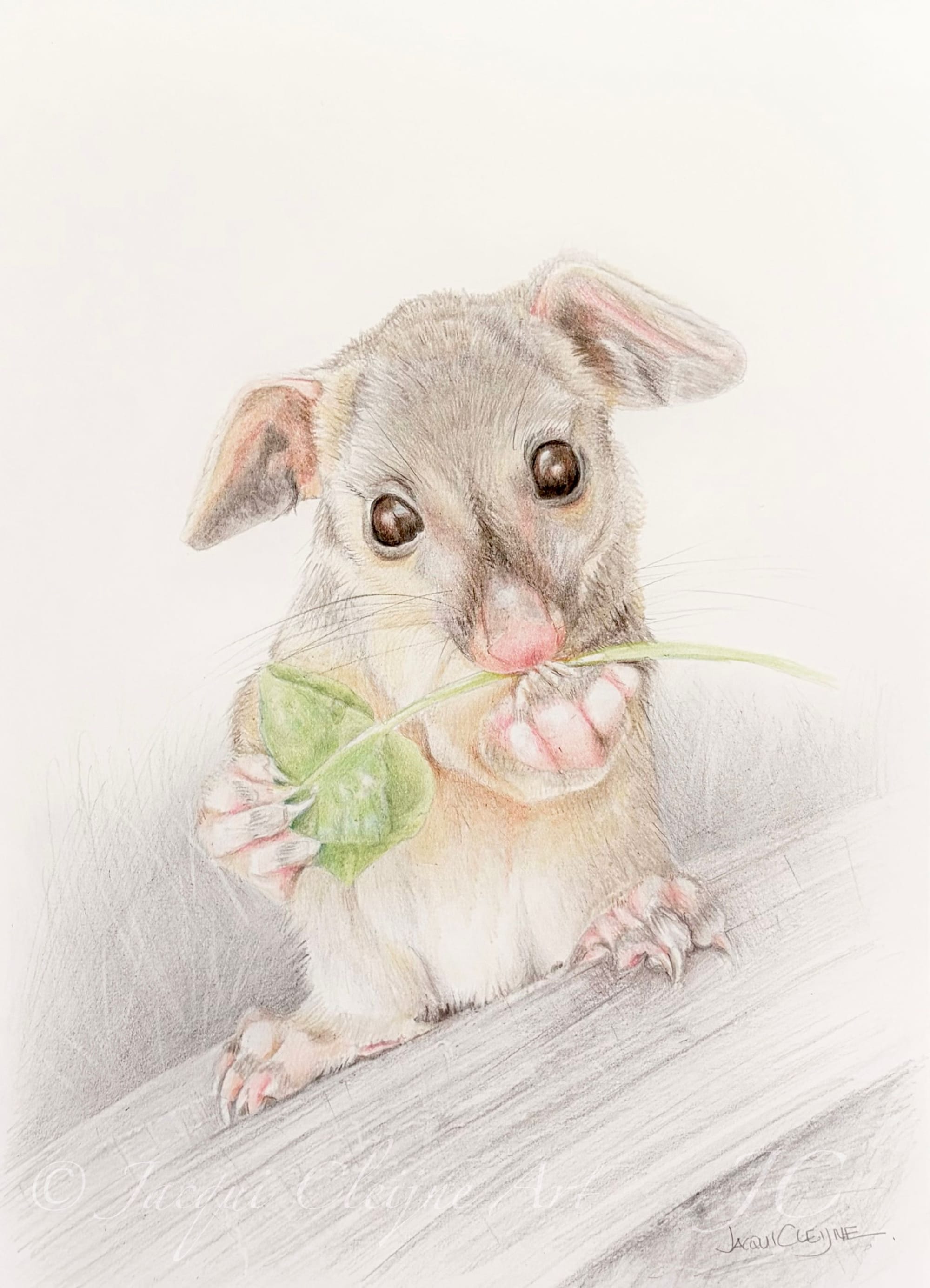 “Baby Possum”, For Sale