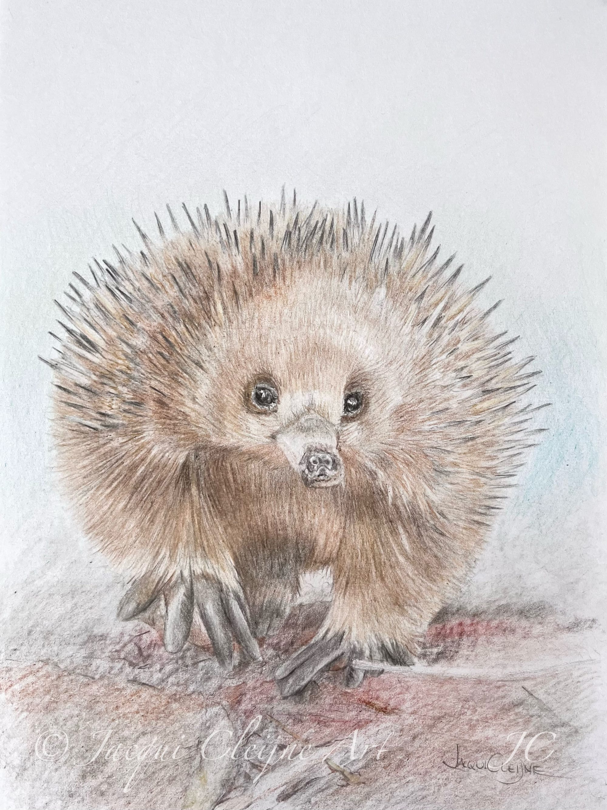 “Sunday Stroll” Echidna, For Sale