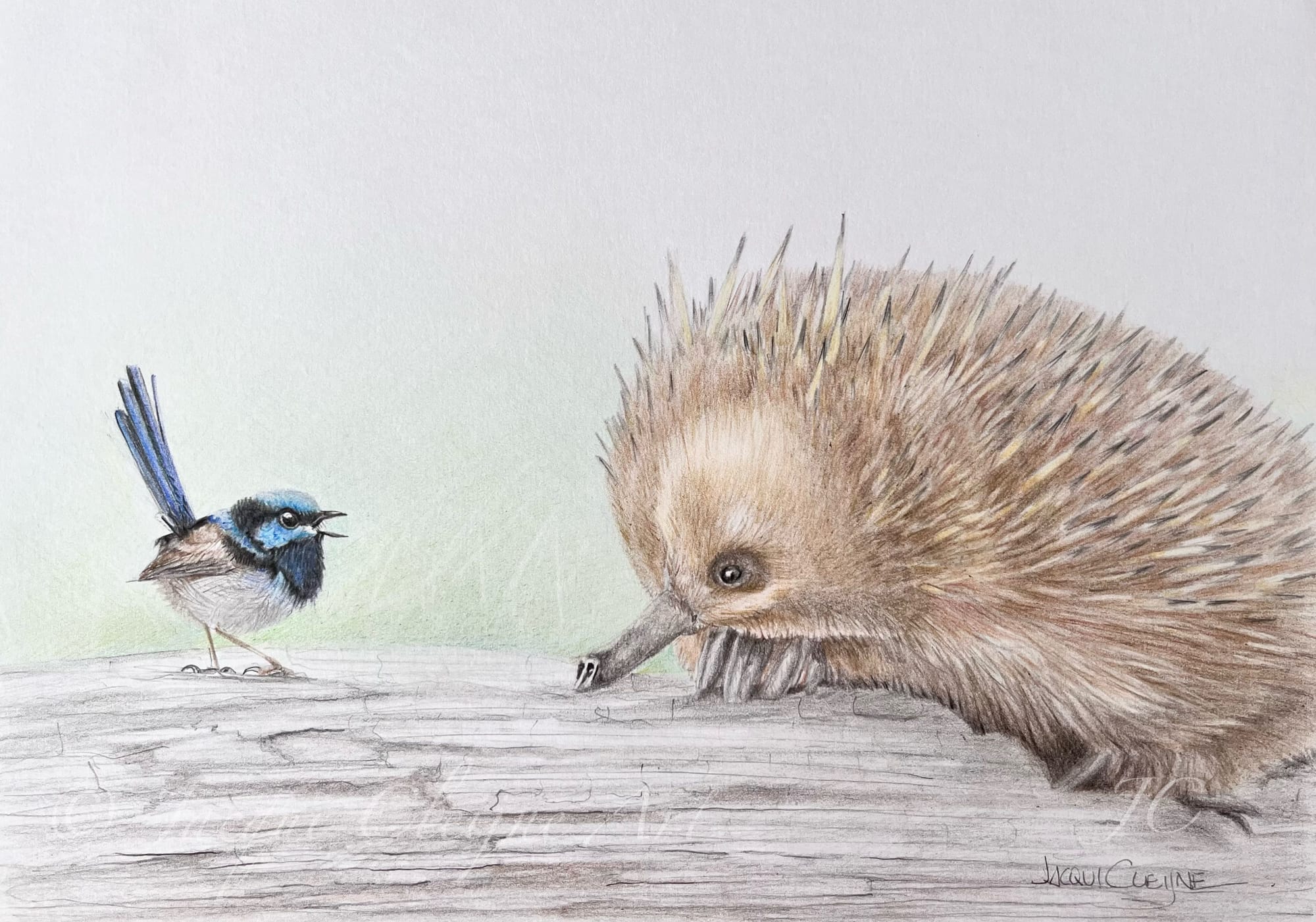 “ A Pleasant Encounter”, Fairy Wren & Echidna, For Sale