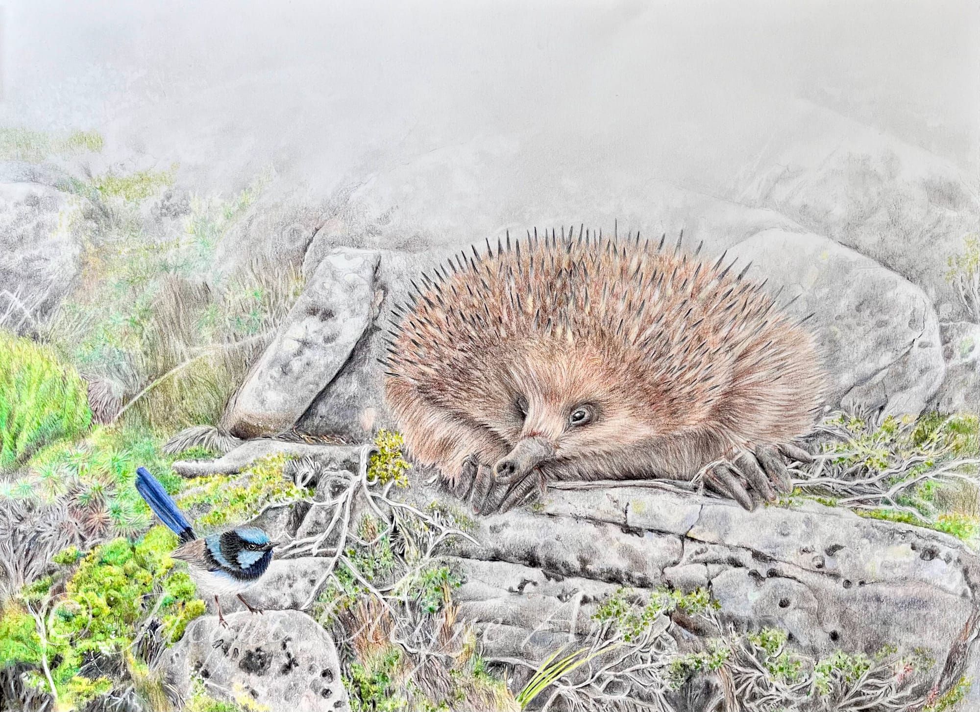 "Fairy Wren & Echidna" SOLD