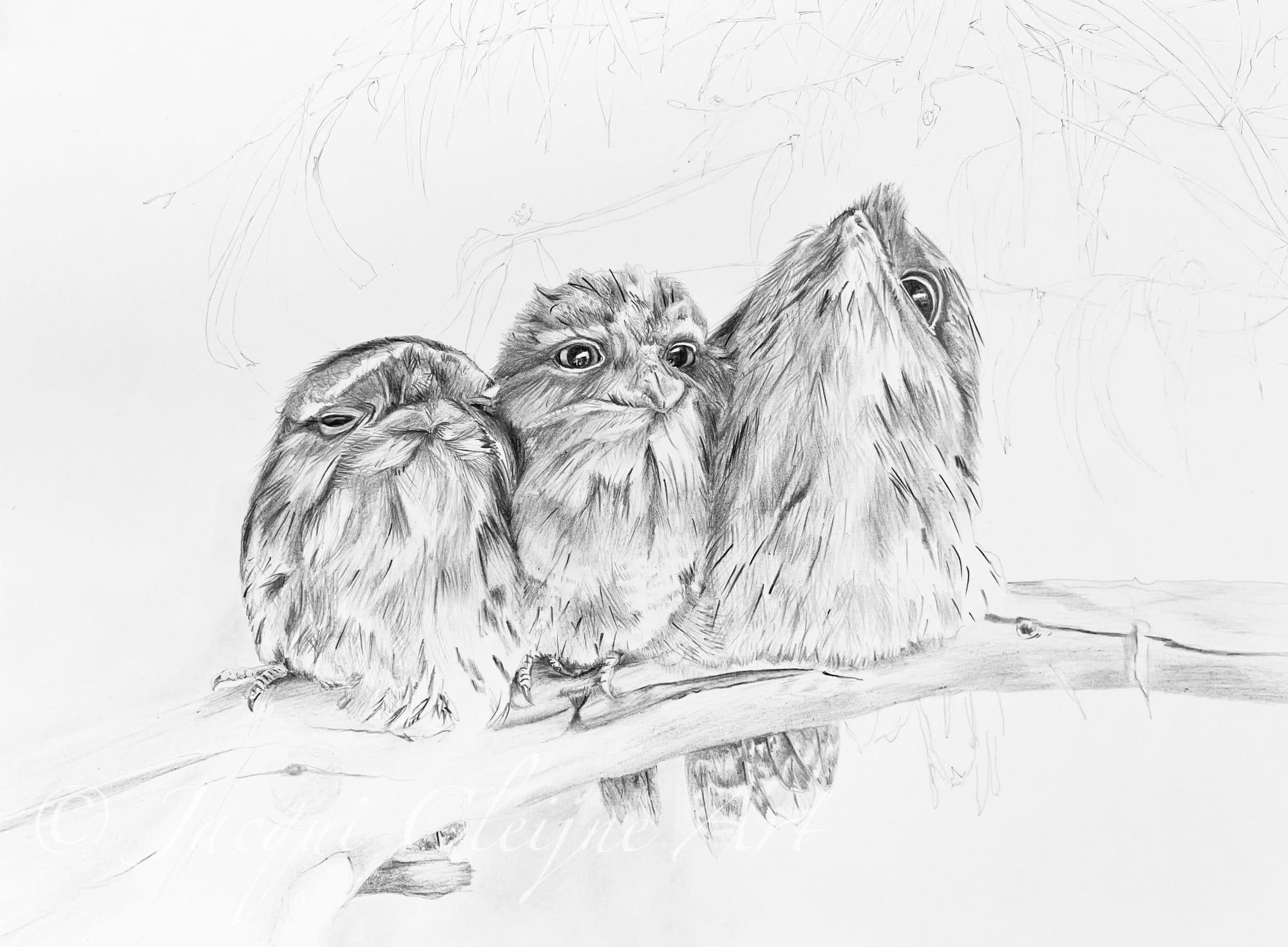 "Tawny Frogmouth Family"