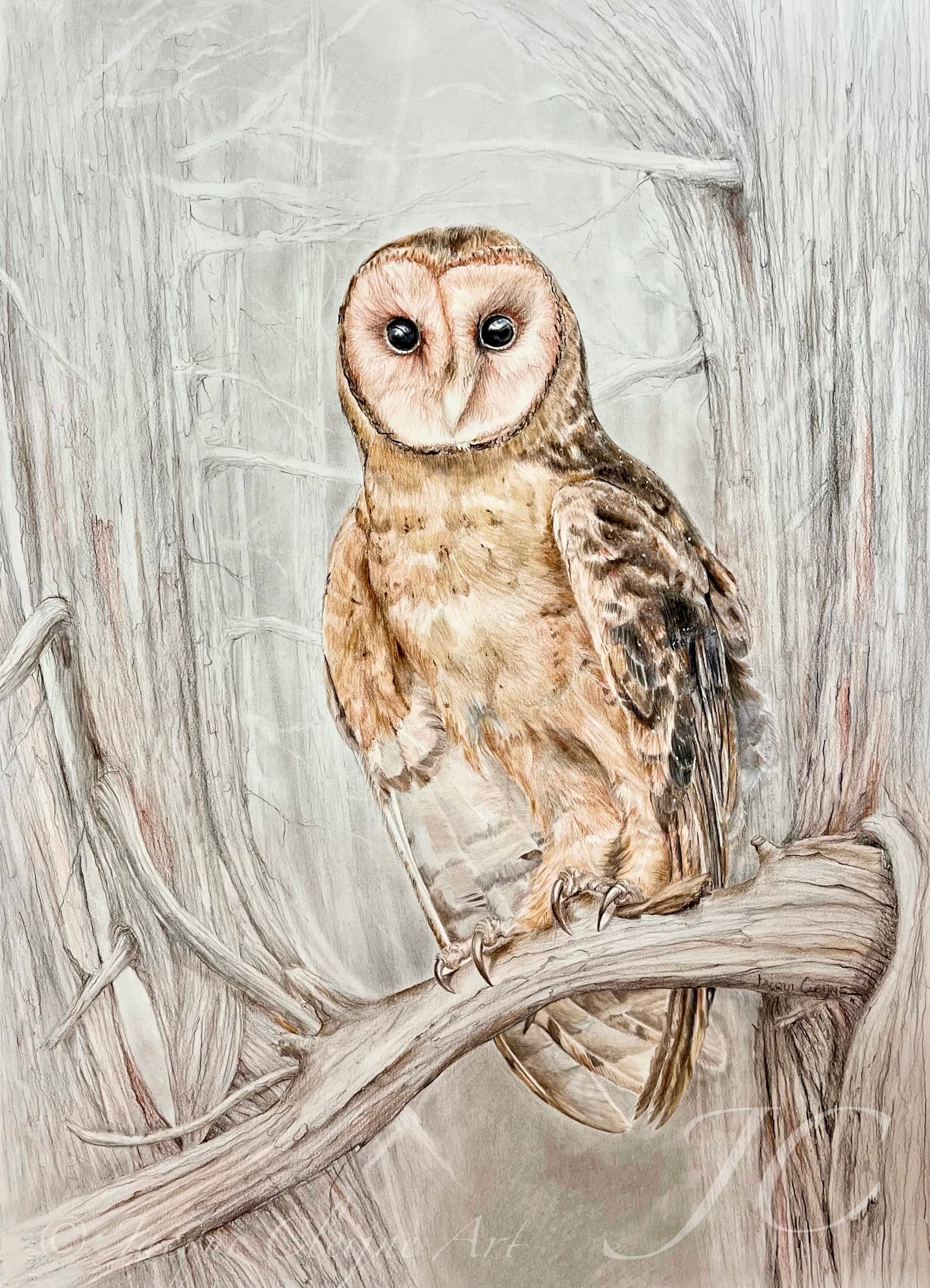 “Tasmanian Masked Owl” (Tyto novaehollandiae castanops),