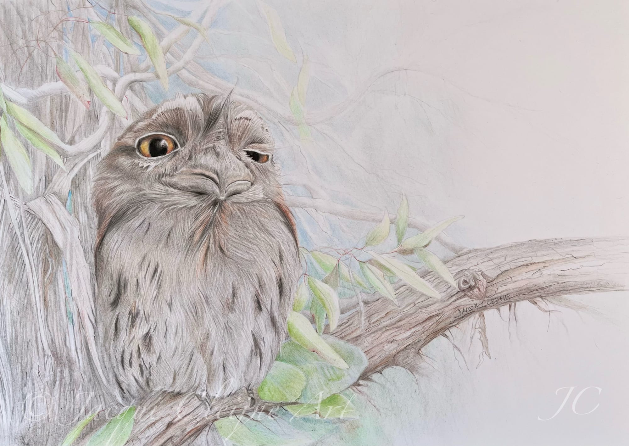 “Sleepy” Tawny Frogmouth