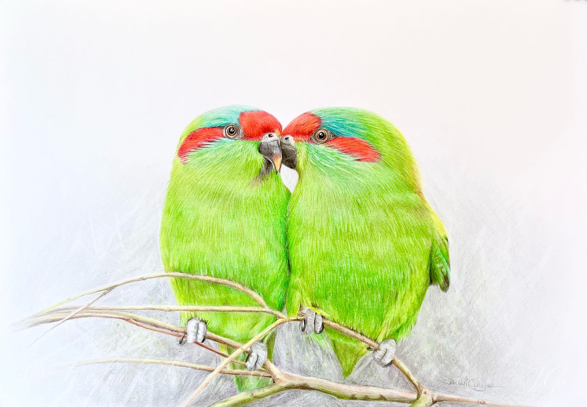 “I Love You” Musk Lorikeets