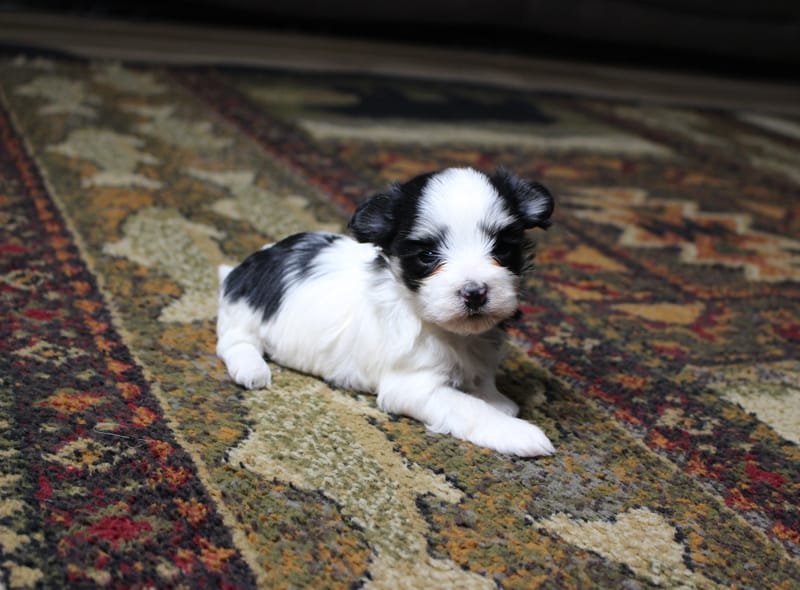 Gracie