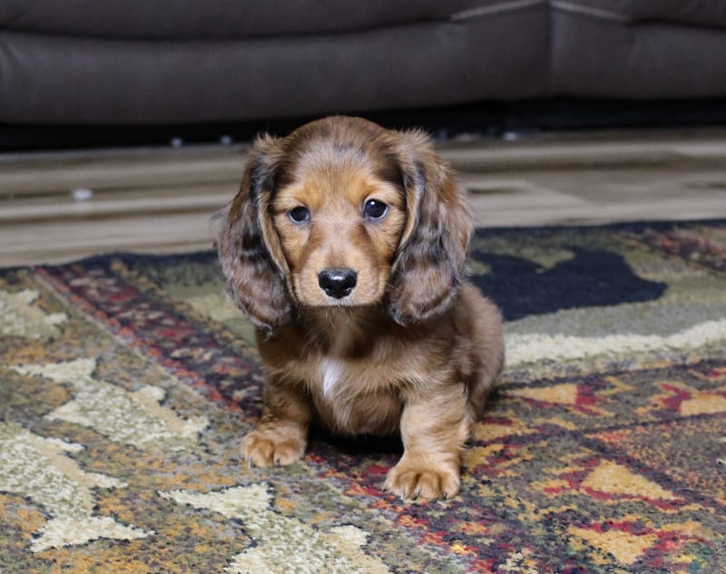 Oliver