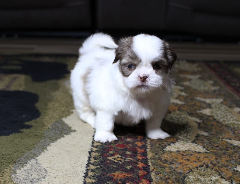 Gizmo