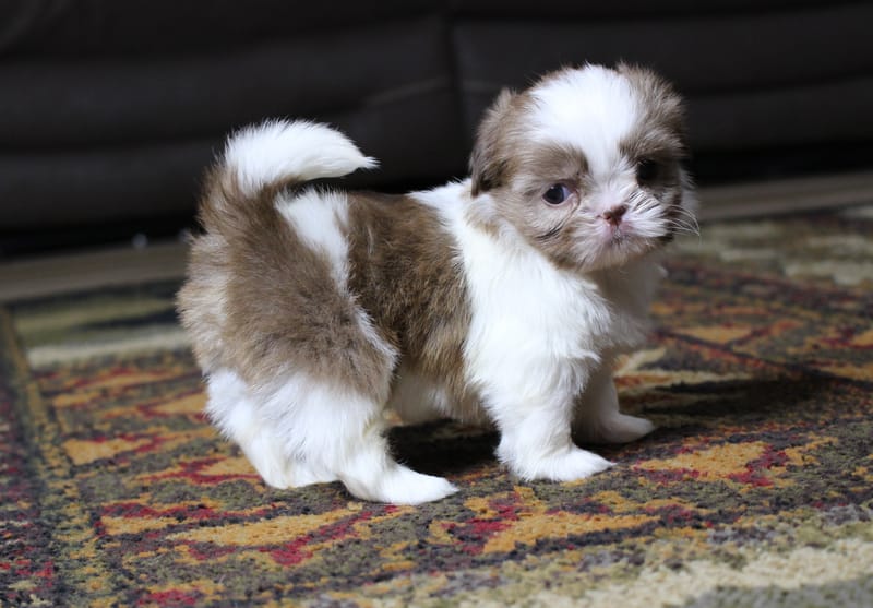 Peanut