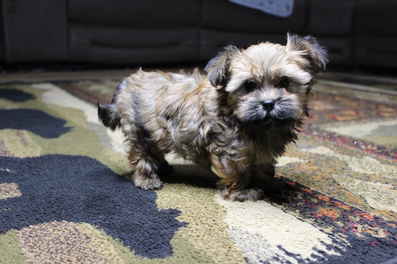 Ziggy