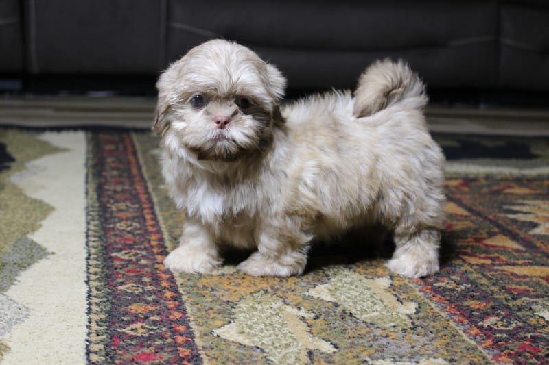 Gracie