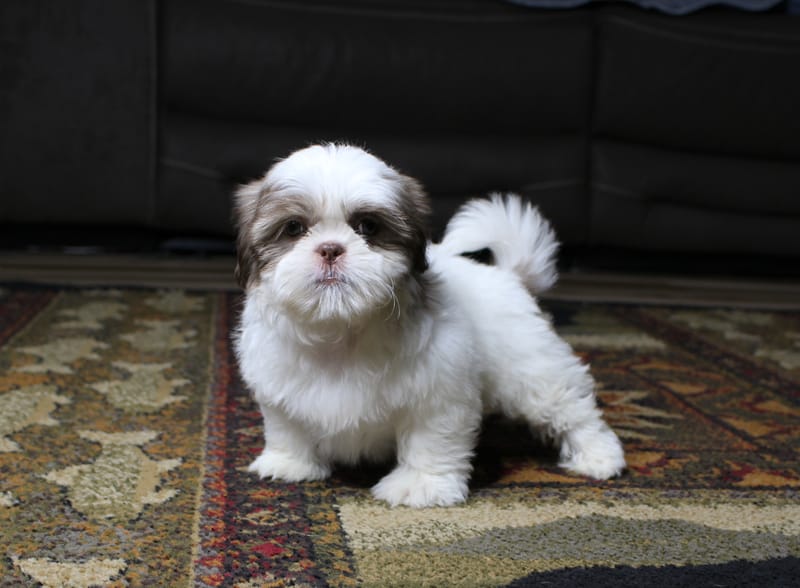 Gizmo