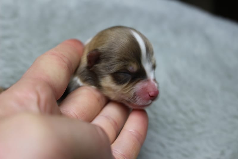 Peanut